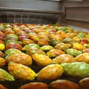 Fichi d’India secchi