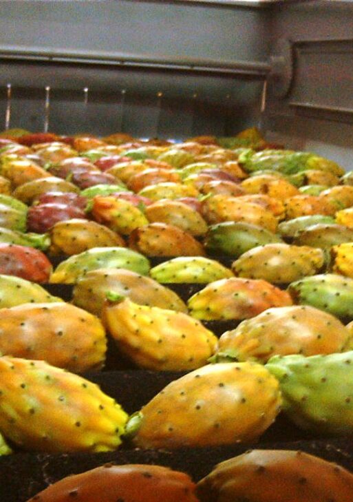 Fichi d’India secchi