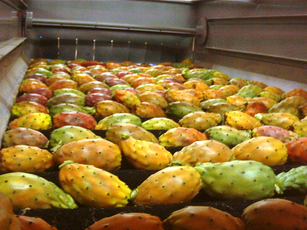 Fichi d’India secchi