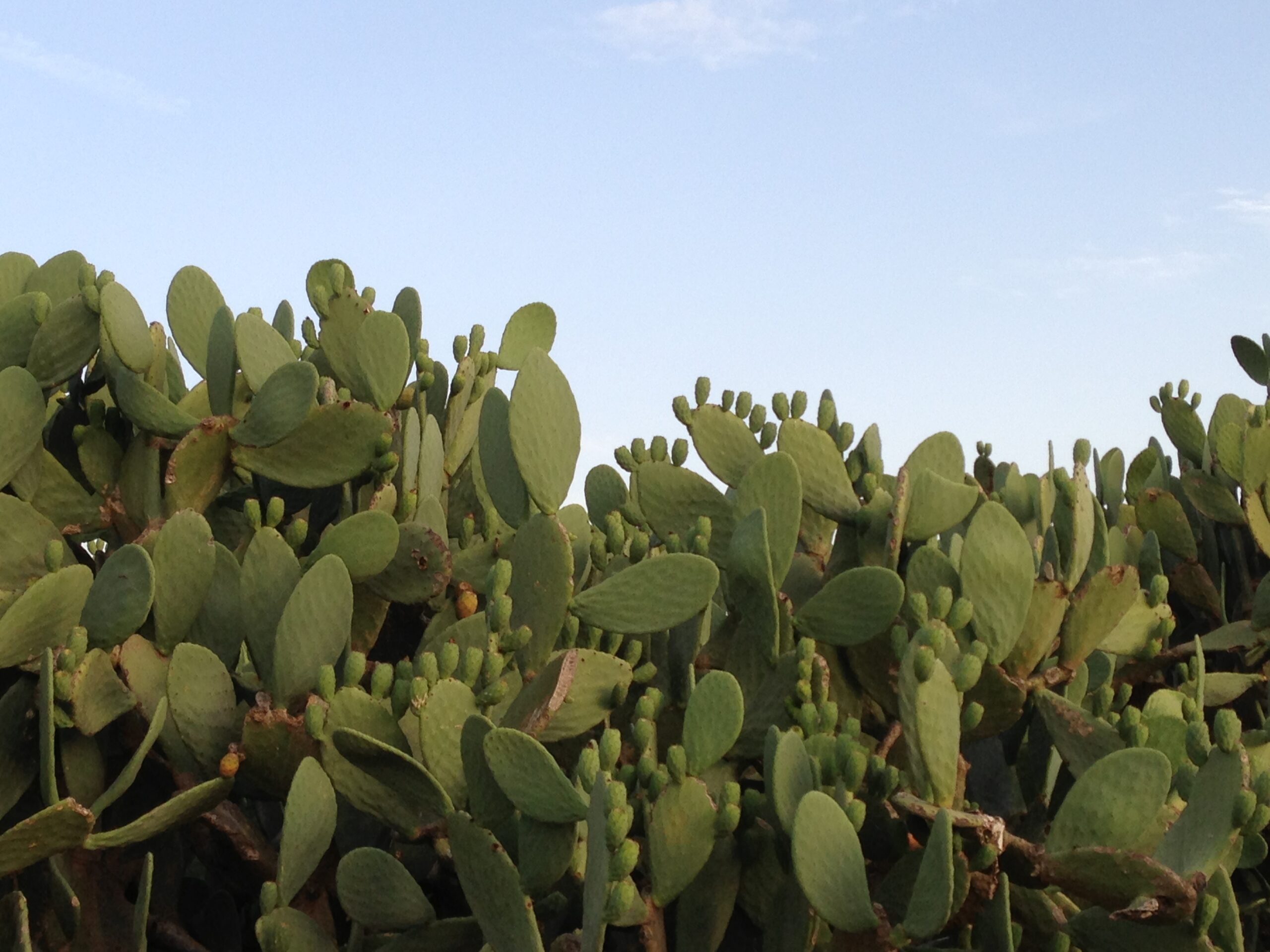 Fichi d’India secchi