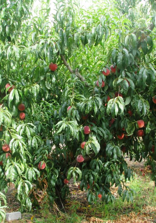 Pesche e confetture di pesca