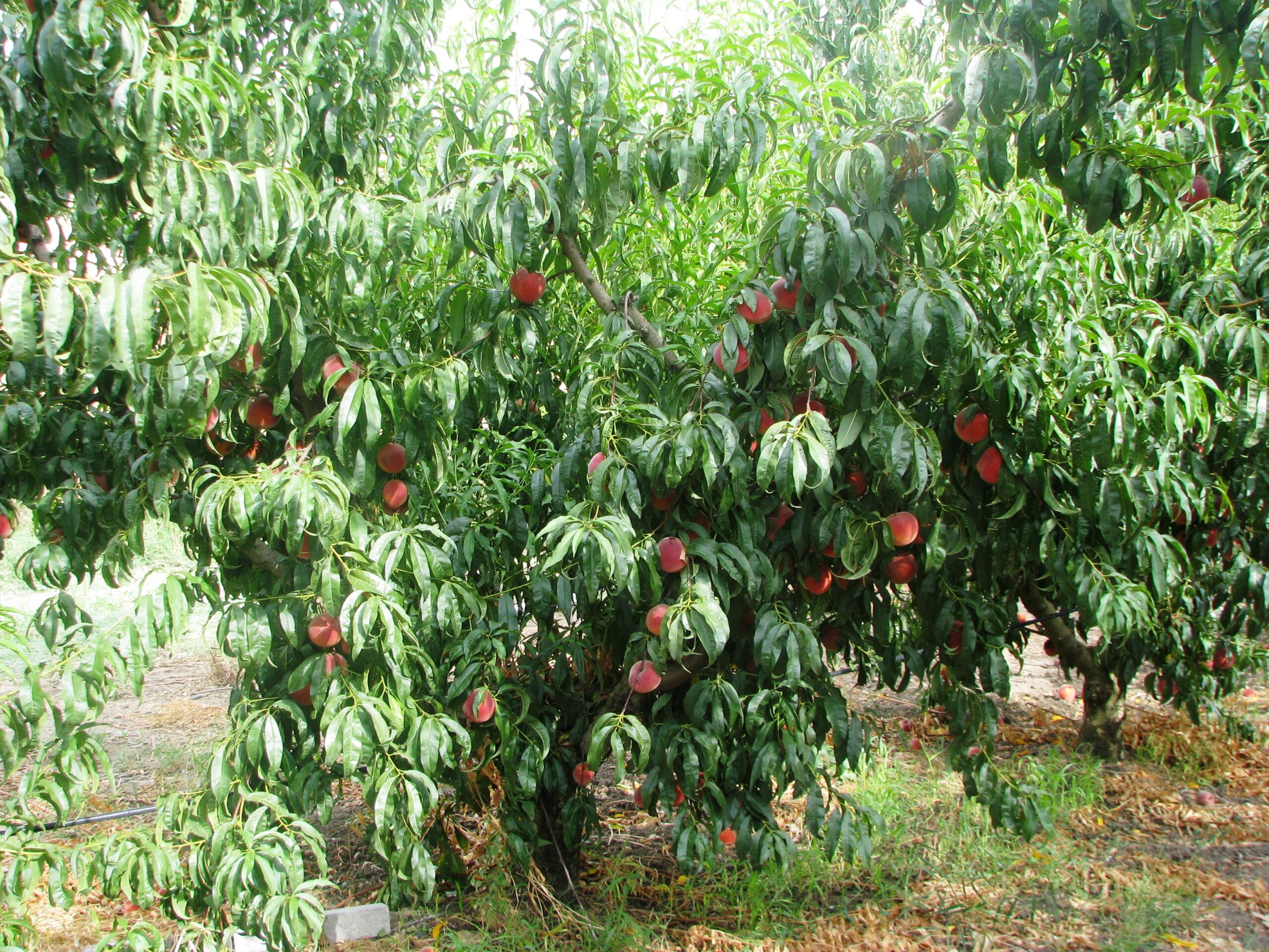 Pesche e confetture di pesca