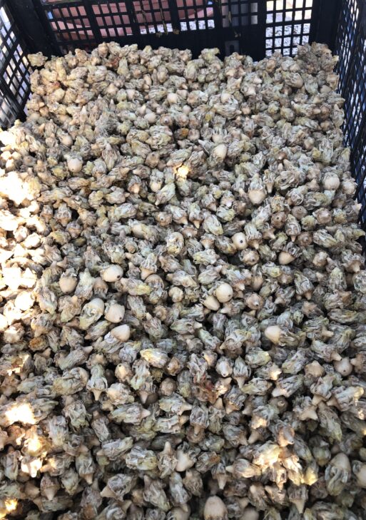 Fiori secchi di fico d'India