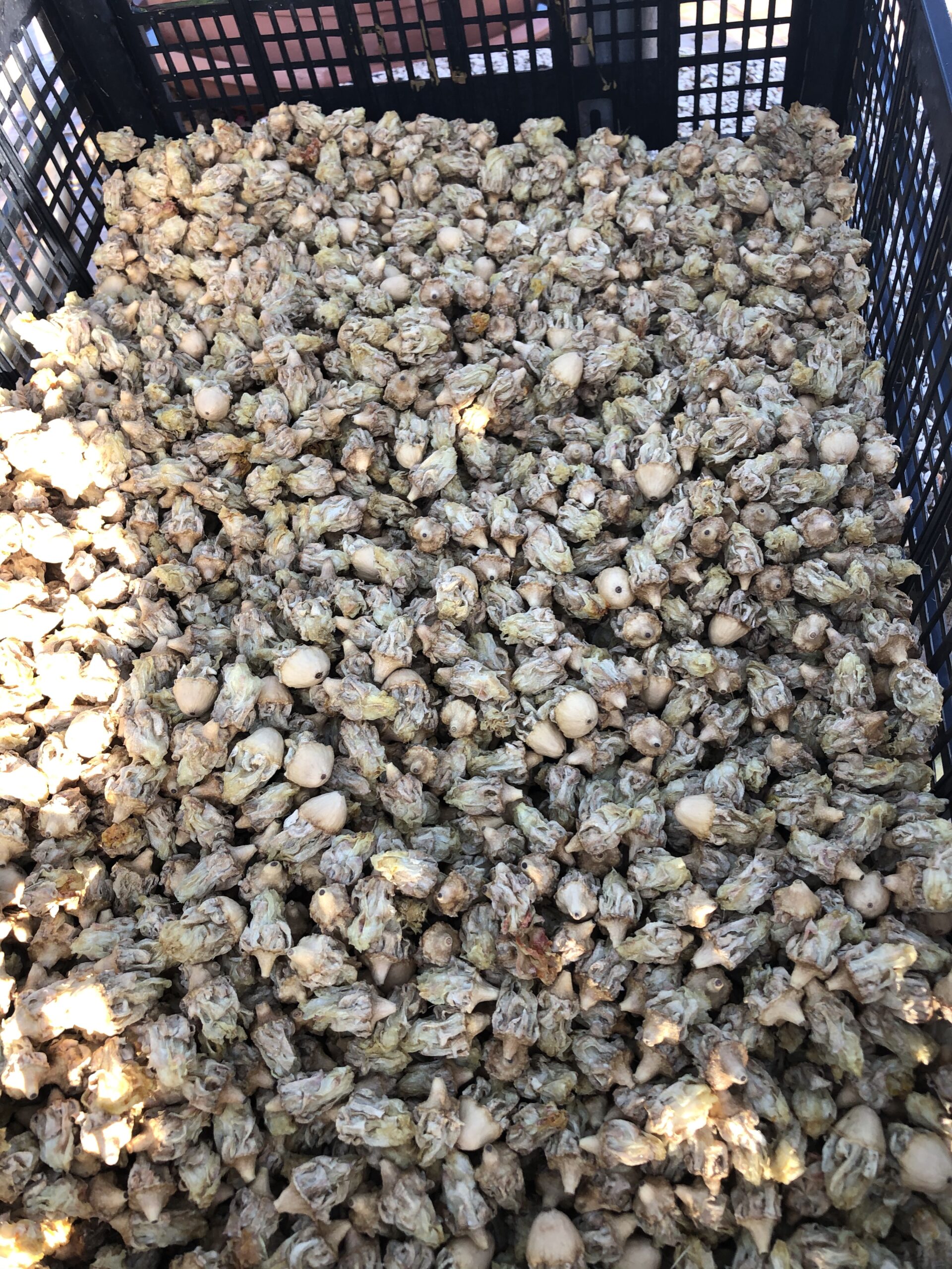 Fiori secchi di fico d'India