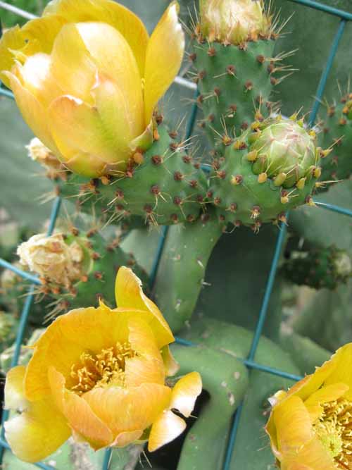 Fiori secchi di fico d'India